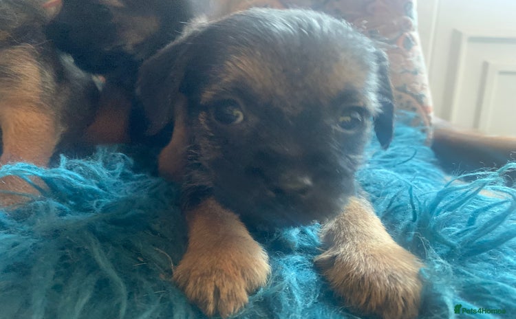 Border Terrier dogs - Advert 2