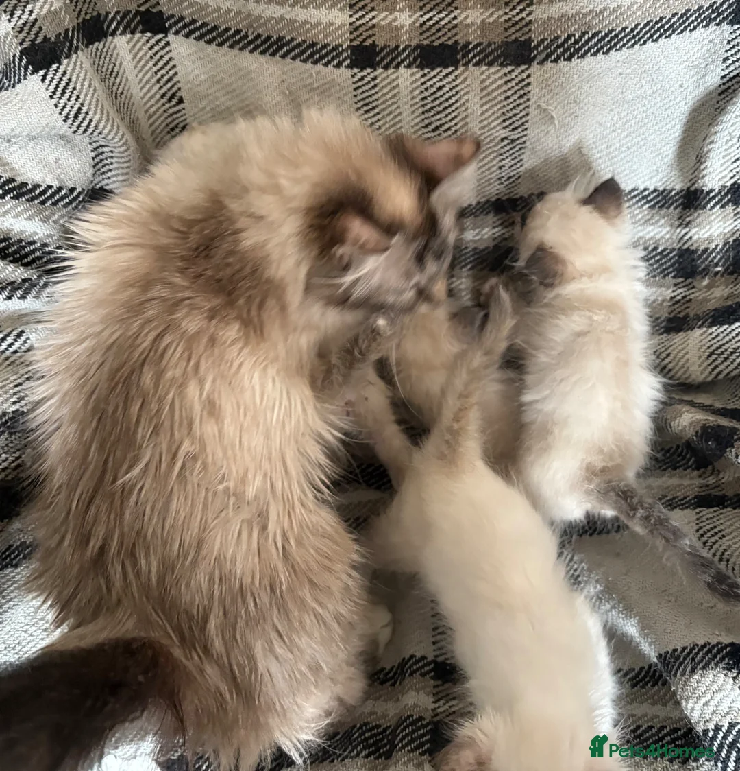 Birman cats for sale: Adorable Birman kittens  in Keith - Advert 4