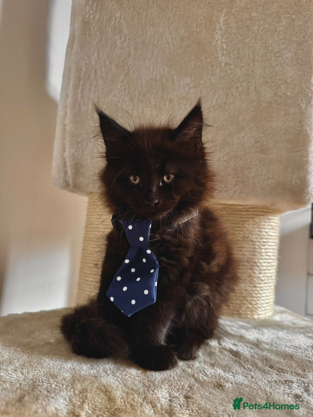 Maine Coon cats for sale: Maine coon kittens  - Image 8