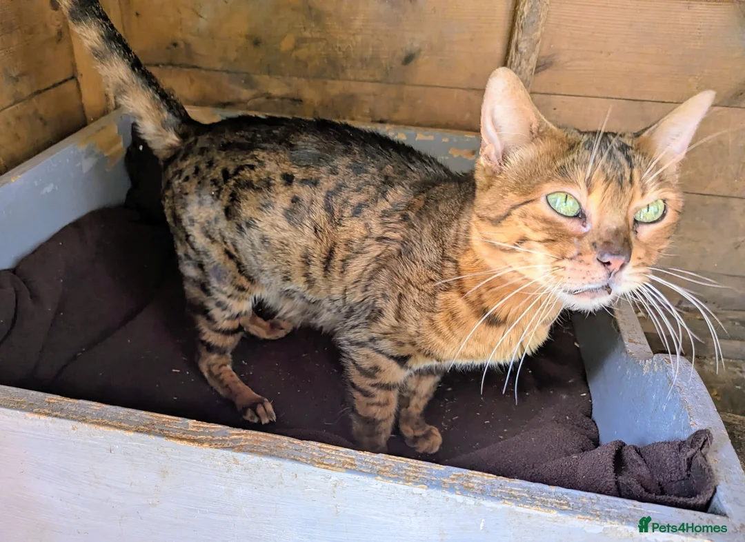 Mixed Breed cats for sale: Gorgeous Bengal X Kittens - Advert 6