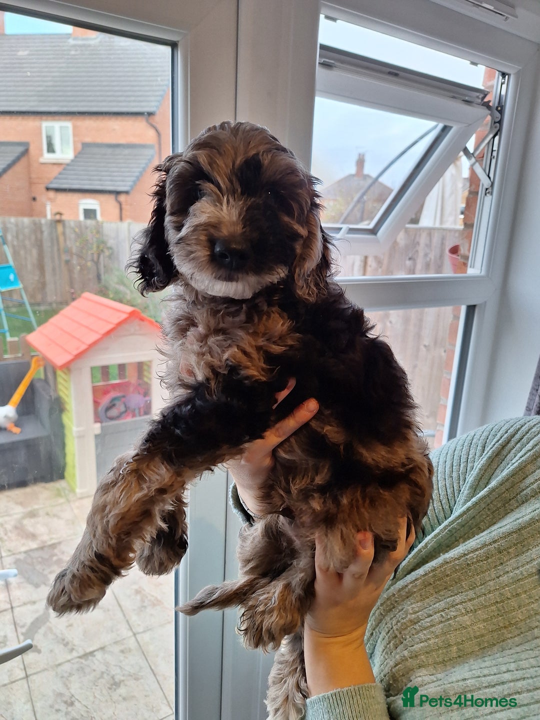 Sproodle dogs for sale: Sproodle Merle puppies  - Advert 23