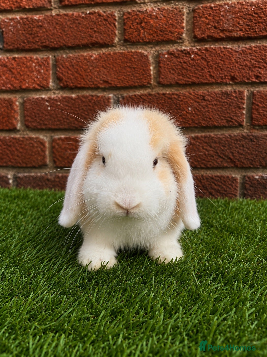 Mini Lop rabbits Pure breed mini lop bucks  - Advert 1