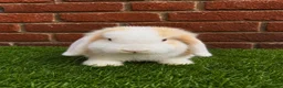 Mini Lop rabbits for sale: Pure breed mini lop bucks  - Advert 3