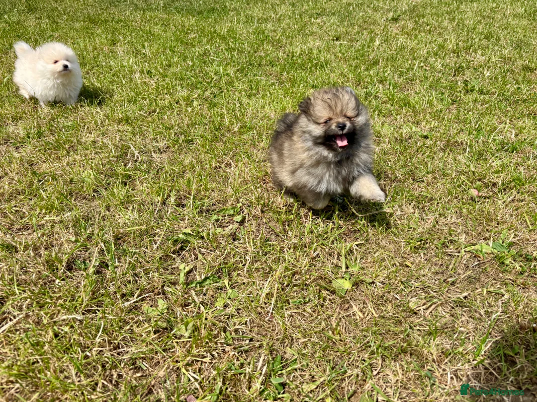 Pomeranian dogs for sale: Beautiful pups looking for forever homes - Advert 14