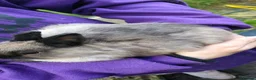 Netherland Dwarf rabbits for sale: Cute, diddy, young Netherland Dwarves 2girls 1 boy in Bury - Advert 6