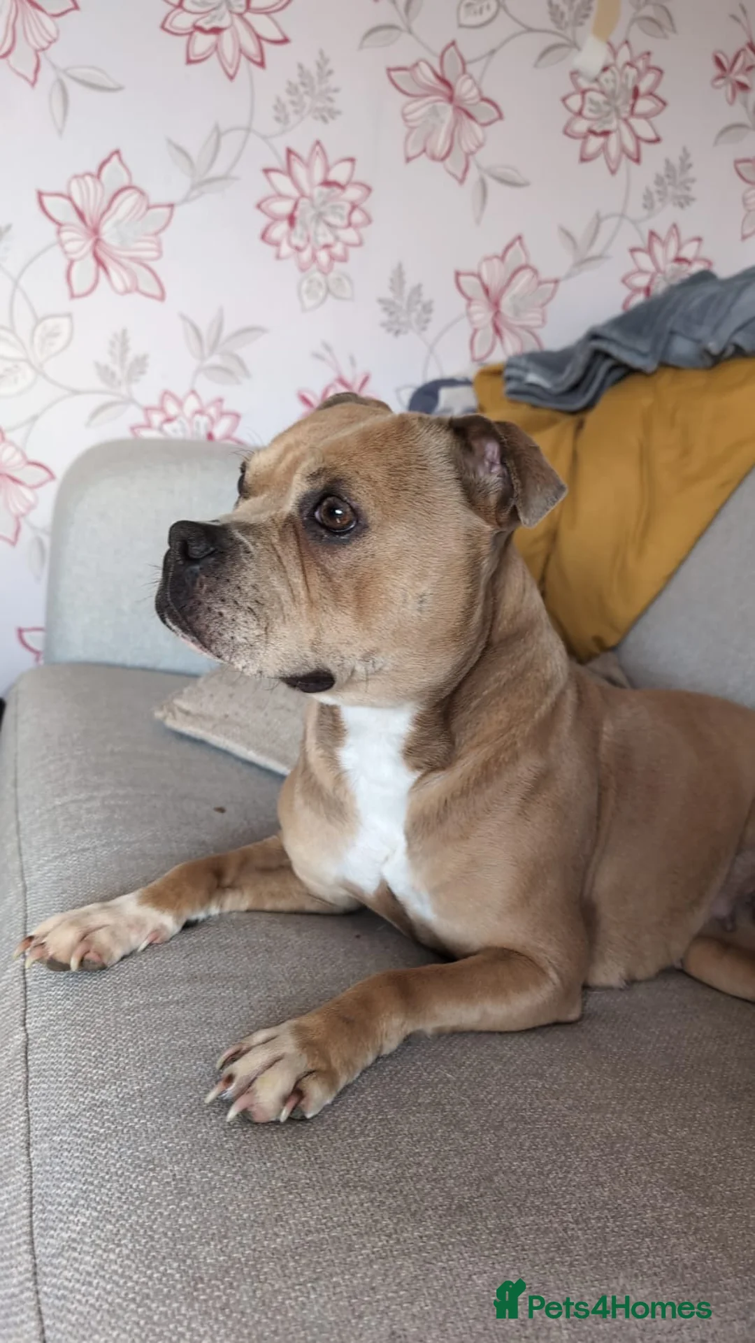 Staffordshire Bull Terrier dogs for sale: Beautiful Staffordshire Bull Terriers - Advert 2