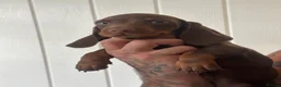 Miniature Dachshund dogs for sale: Last available miniature dachshund  - Advert 2