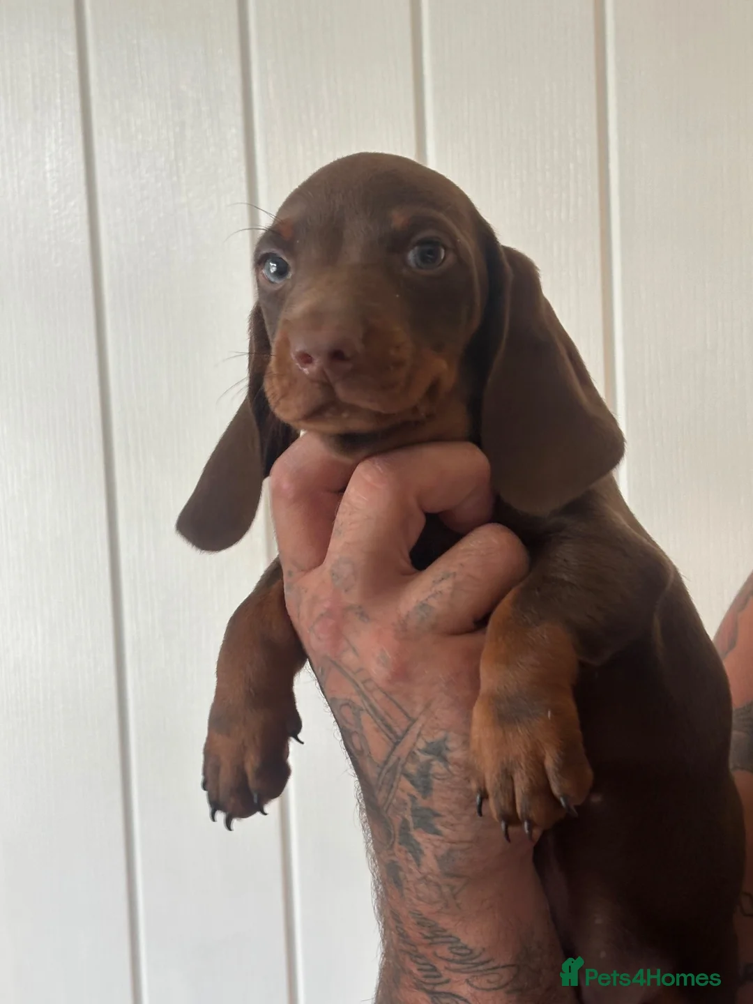 Miniature Dachshund dogs for sale: Last available miniature dachshund  - Advert 2
