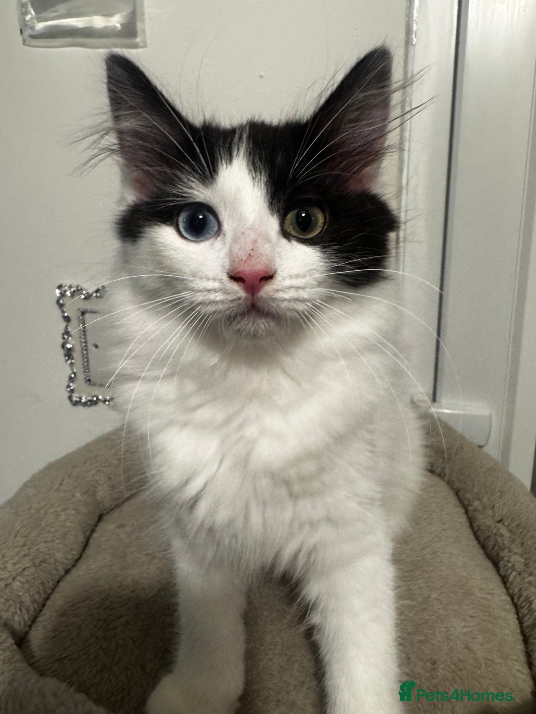 Mixed Breed cats for sale: Beautiful Ragdoll Kittens  - Advert 19