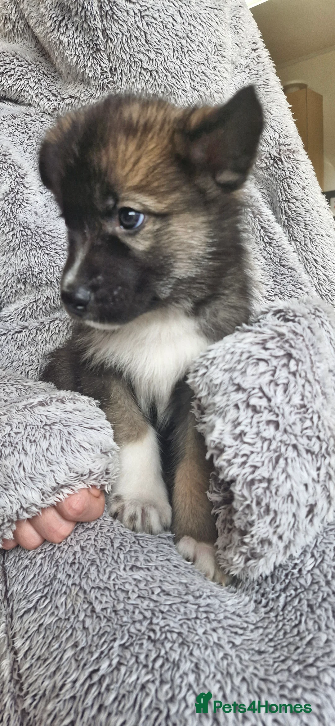 Mixed Breed dogs for sale: German sheperd Malamute  - Advert 34