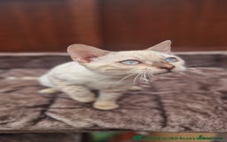 Bengal cats for sale: Purebred Bengal boy whit blue eyes 💙 - Image 5