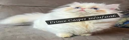 Munchkin cats for sale: Exceptional Quality & Rare Persian Napoleon Minuet - Advert 31