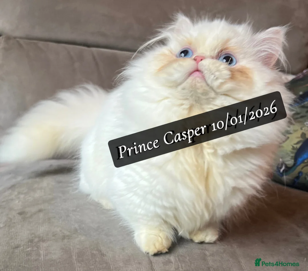 Munchkin cats for sale: Exceptional Quality & Rare Persian Napoleon Minuet - Advert 31