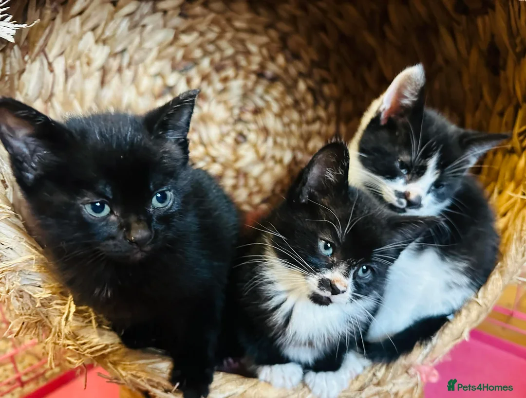 Mixed Breed cats for sale: Kittens  - Advert 2