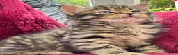 Mixed Breed cats for sale: Beautiful kittens 😻 - Advert 16