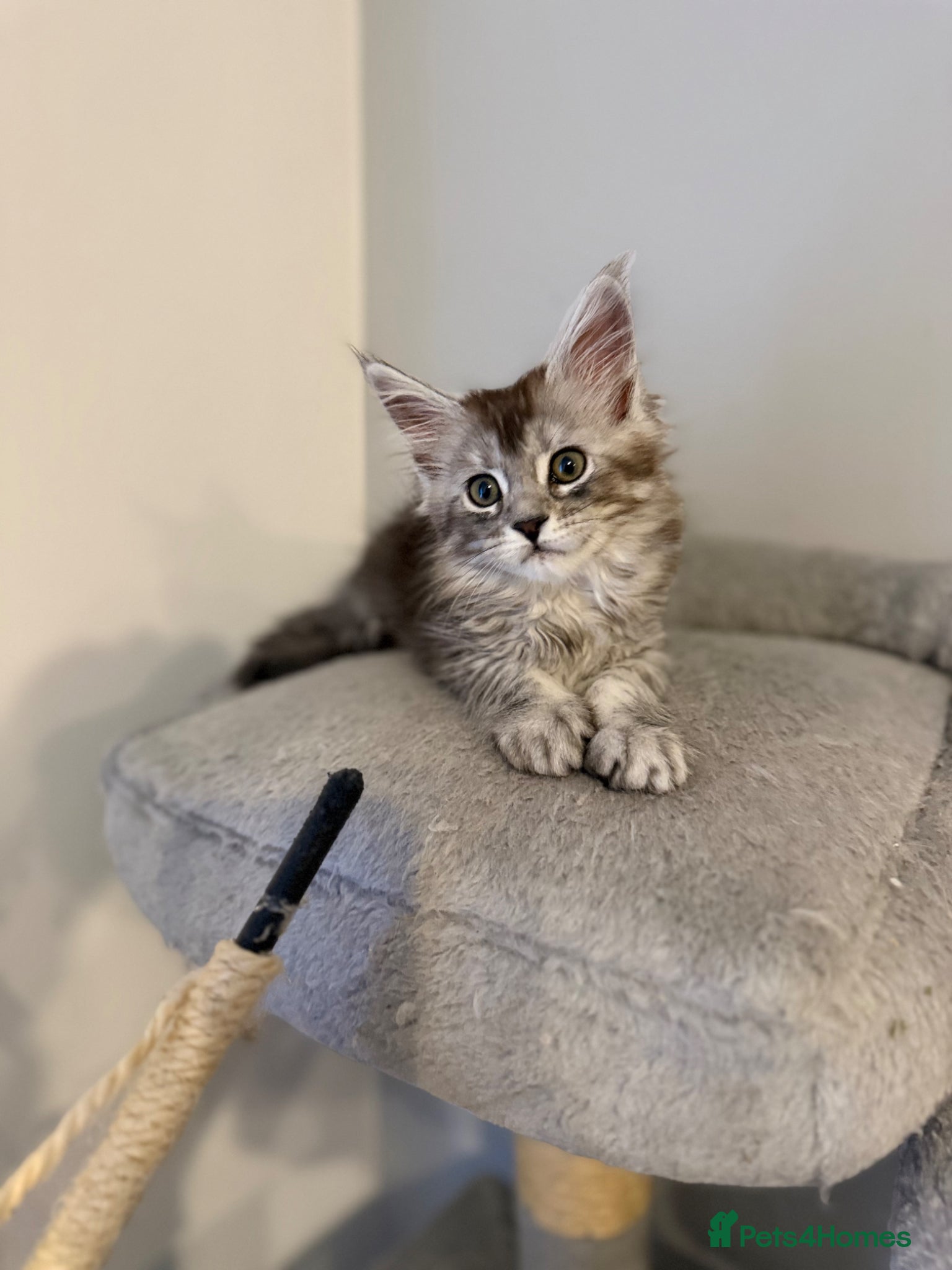 Maine Coon cats GCCF registered Black/Silver Tabby Female Kitten - Advert 6