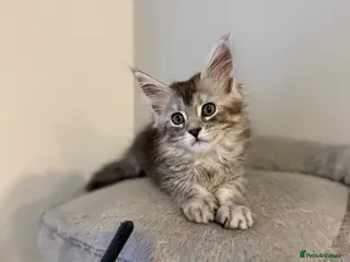 Maine Coon cats GCCF registered Black/Silver Tabby Female Kitten - Advert 6