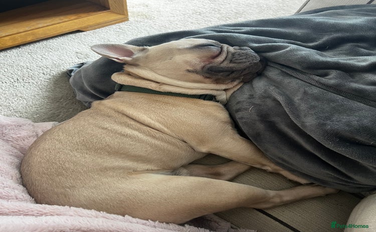 French Bulldog dogs - Advert 5