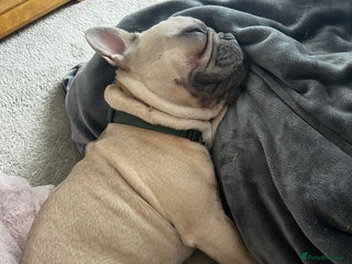 French Bulldog dogs - Advert 30