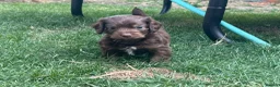 Cockapoo dogs for sale: Adorable cockapoo puppies  - Advert 9