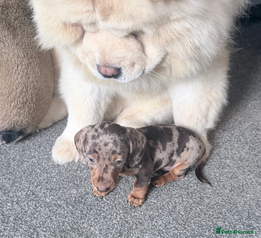 Miniature Dachshund dogs for sale: Exceptional KC Registered Miniature Dachshund Boys - Advert 2