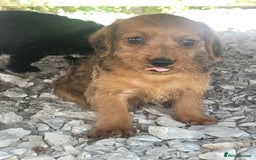 Doxiepoo dogs for sale: Doxiepoos - Image 19