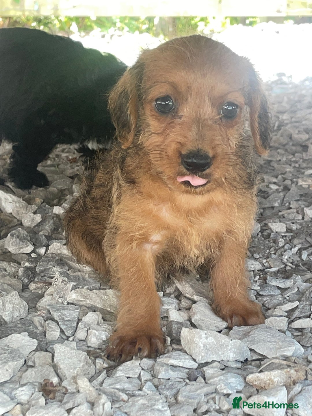 Doxiepoo dogs for sale: Doxiepoos - Image 19