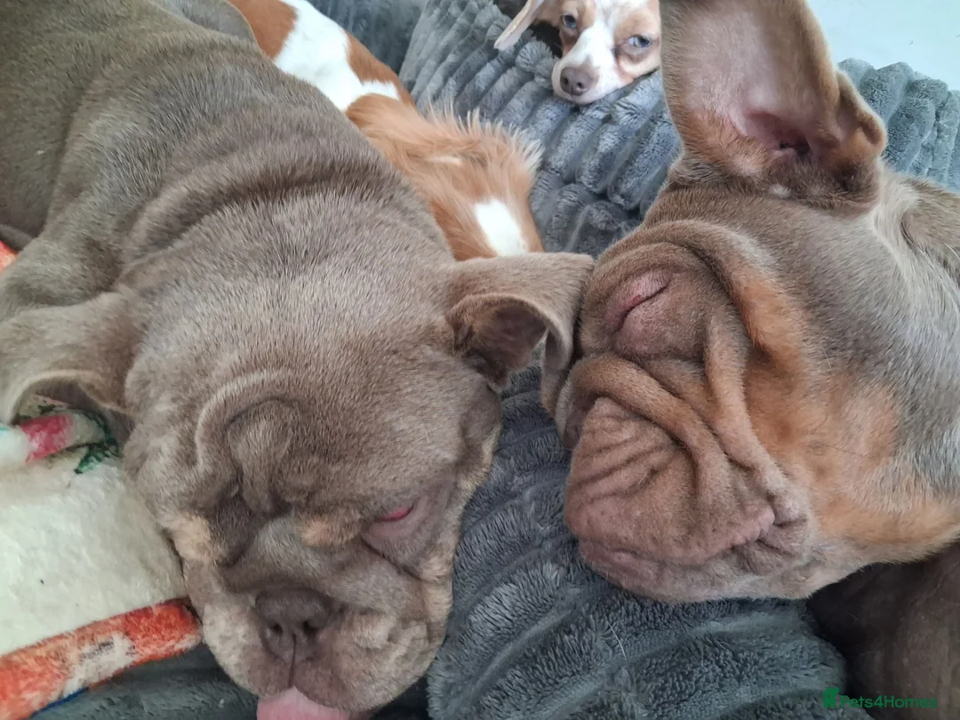 English Bulldog dogs for sale: Beautiful Ethel  - Advert 2