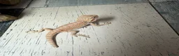Bearded Dragon reptiles for sale: Baby dragons and other reptile for rehome  - Advert 23