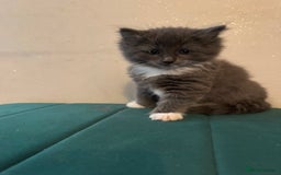 Ragdoll cats for sale: Beautiful ragdolls for sale  - Image 7