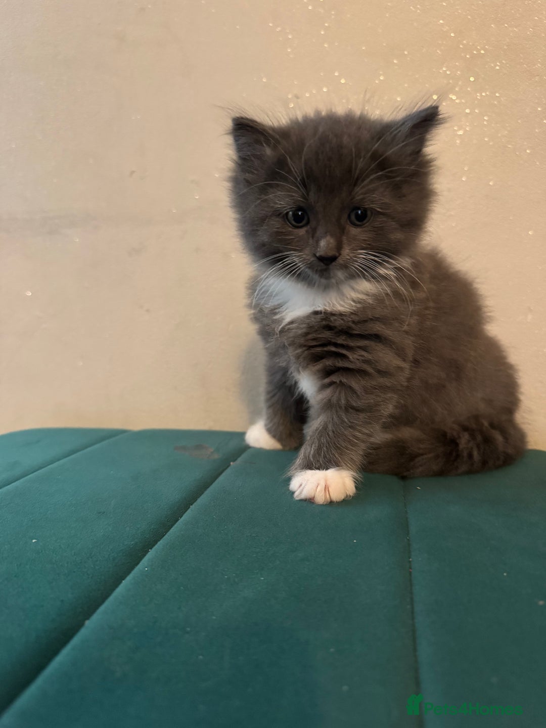 Ragdoll cats for sale: Beautiful ragdolls for sale  - Image 7