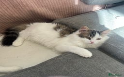 Persian cats for sale: Gentle and sweet Persian kittens - Image 3