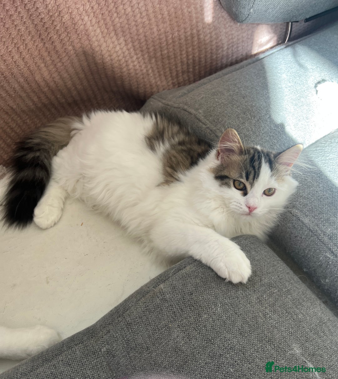 Persian cats for sale: Gentle and sweet Persian kittens - Image 3