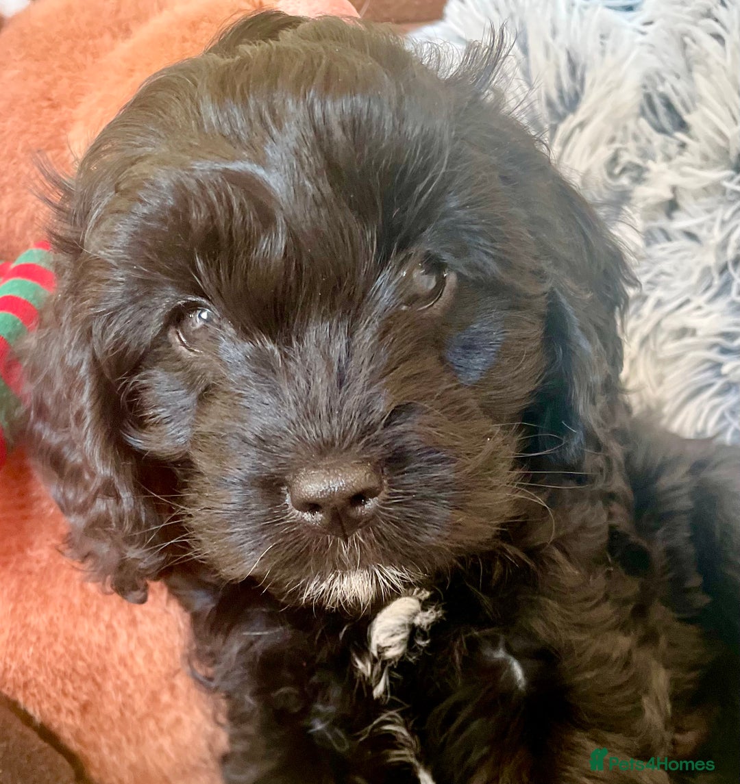 Cavapoo dogs for sale: F1 Cavapoo - Advert 11