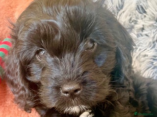 Cavapoo dogs F1 Cavapoo - Advert 7