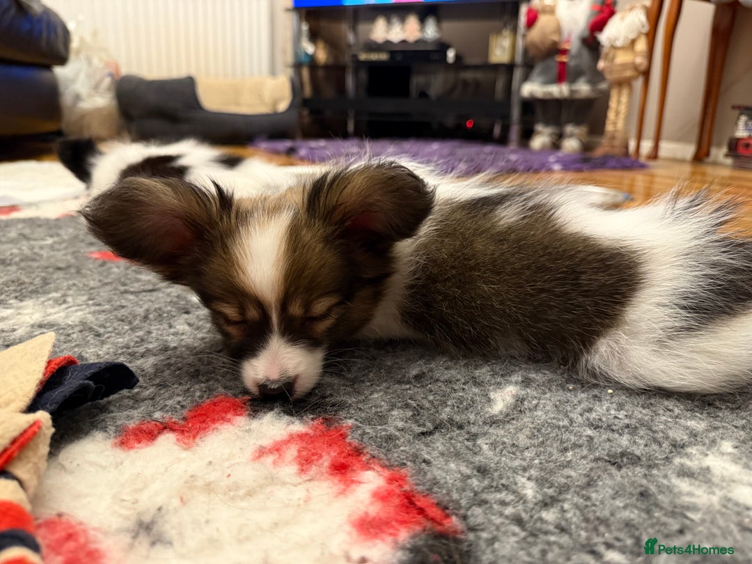 Papillon dogs for sale: Gorgeous litter of Papillon puppies for sale - Advert 15