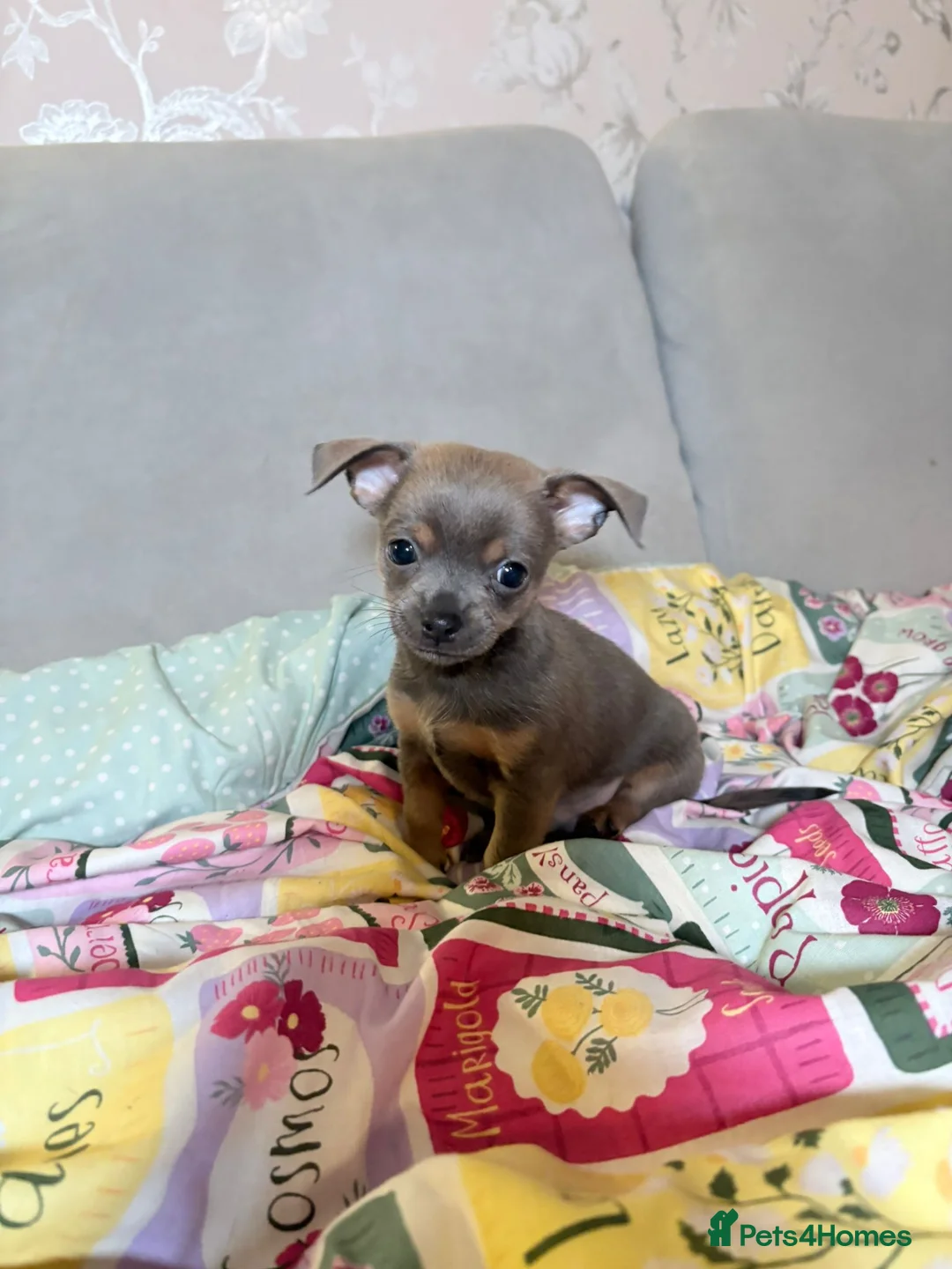 Chihuahua dogs for sale: Chihuahua Puppies💝 - Advert 8