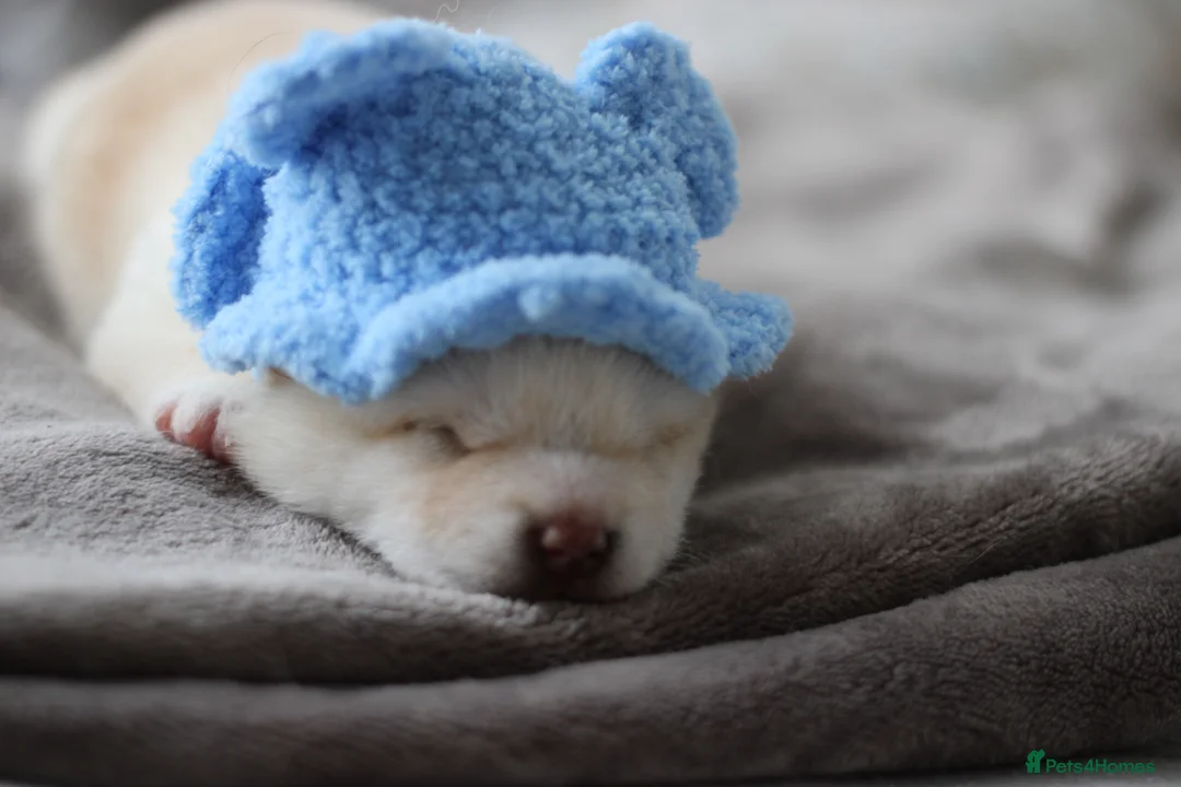 Japanese Shiba Inu dogs for sale: Cream Japanese Shiba Inu male  in London - Advert 2
