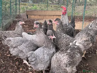 Chickens poultry Olive Egger Breeding Trios - Advert 14