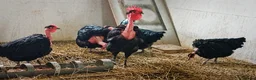 Chickens poultry for sale: Transylvanian Naked Neck Hatching eggs - Advert 3