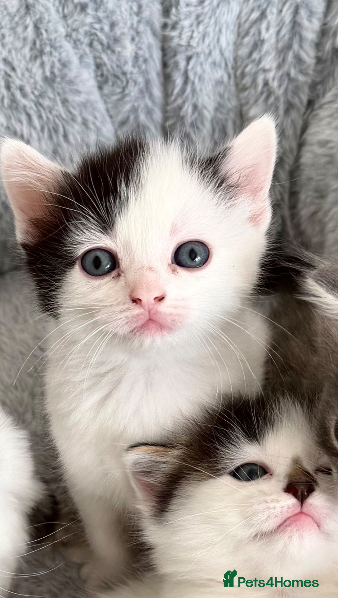 Mixed Breed cats for sale: Gorgeous, lovely Tabby kittens looking for home💕 - Advert 14