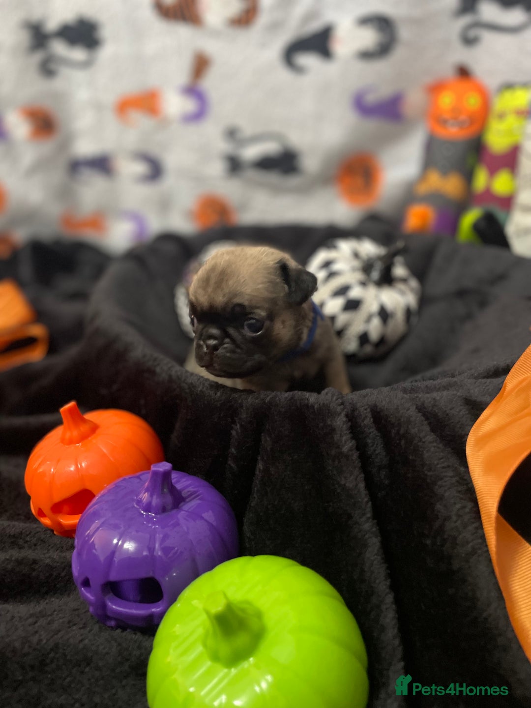 Pug dogs for sale: Pretty Female Pug Puppies x2 HEALTHY & HAPPY  - Image 17
