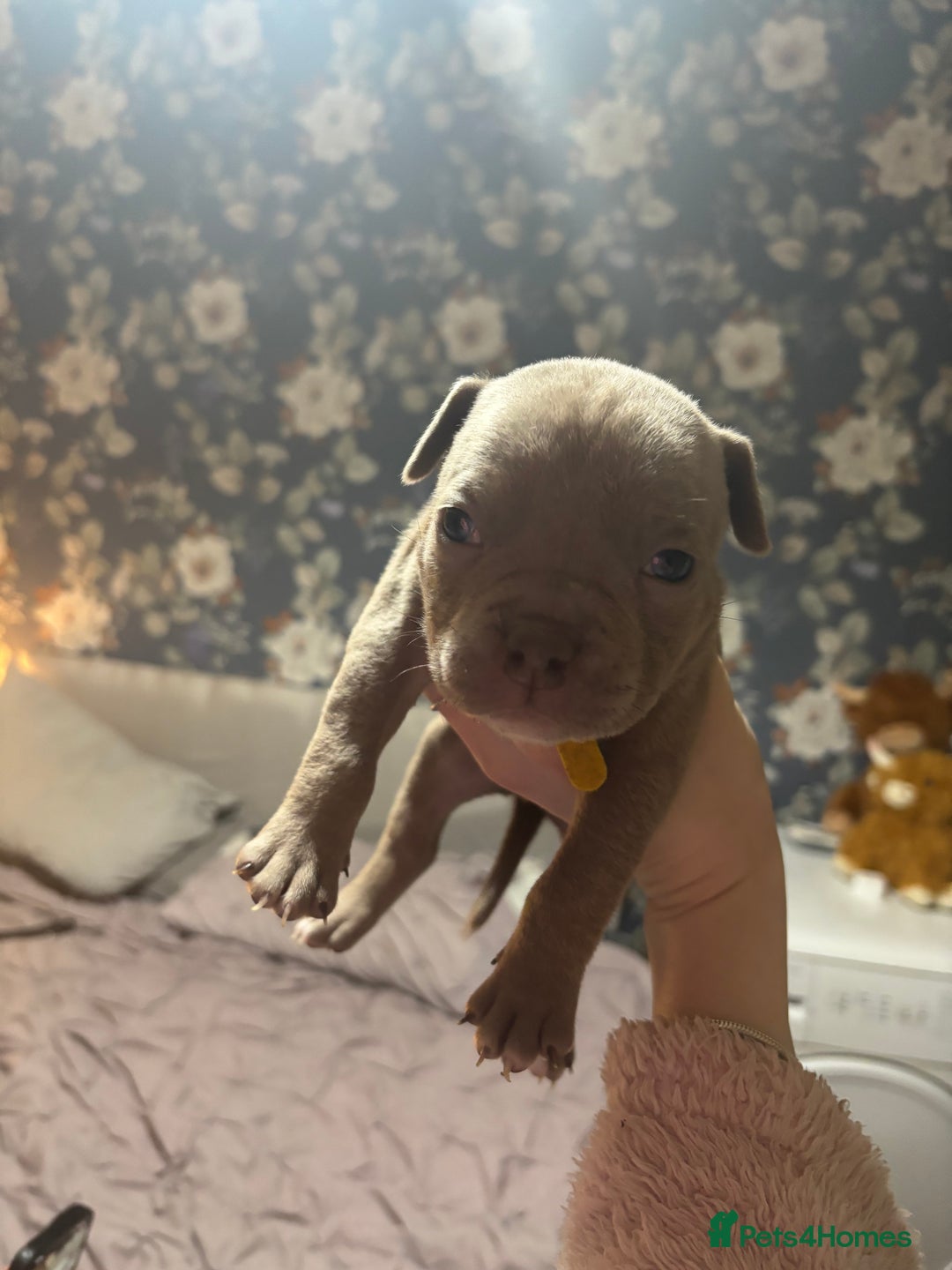 American Bully dogs for sale: Pocket Bully Puppies - Advert 39