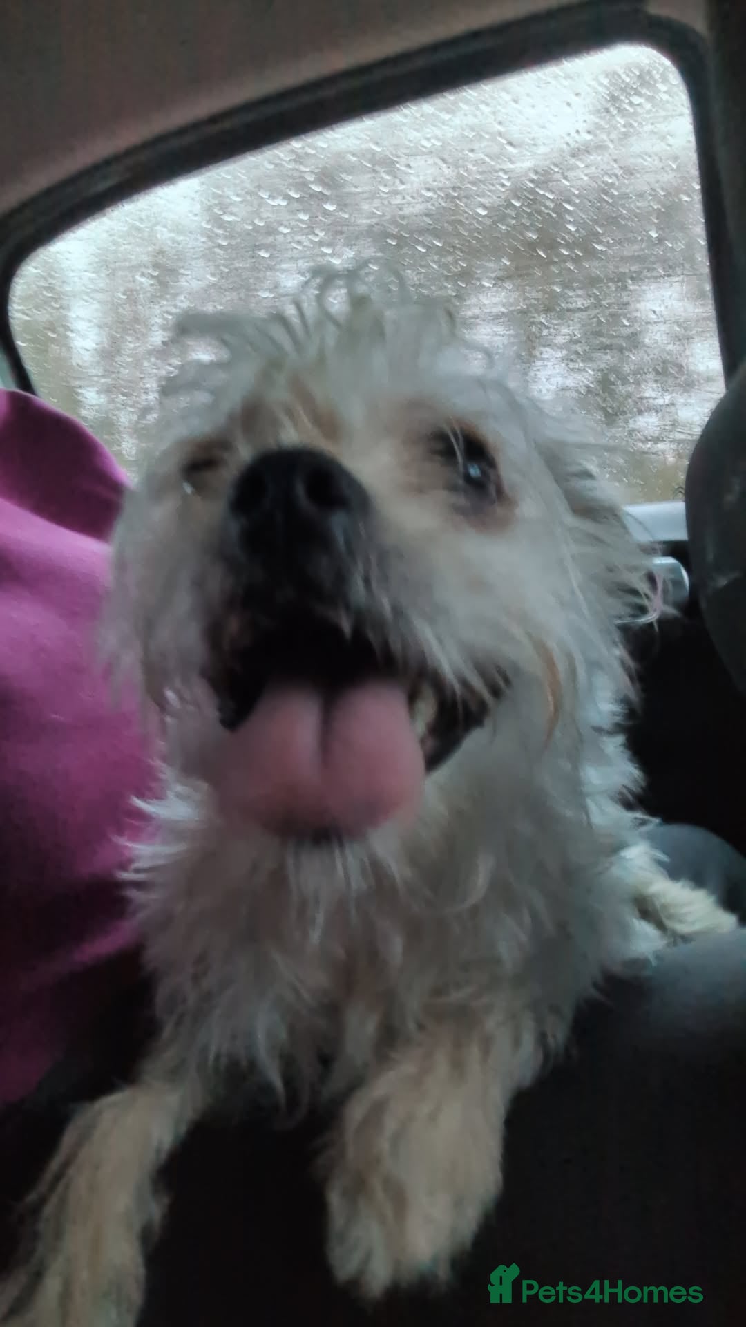 Morkie dogs Morkie (Maltese x Yorkie) - Advert 5