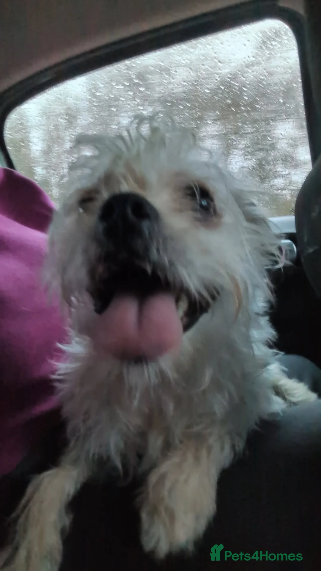 Morkie dogs for sale: Morkie (Maltese x Yorkie) - Advert 1