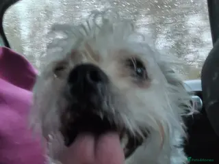 Morkie dogs Morkie (Maltese x Yorkie) - Advert 5