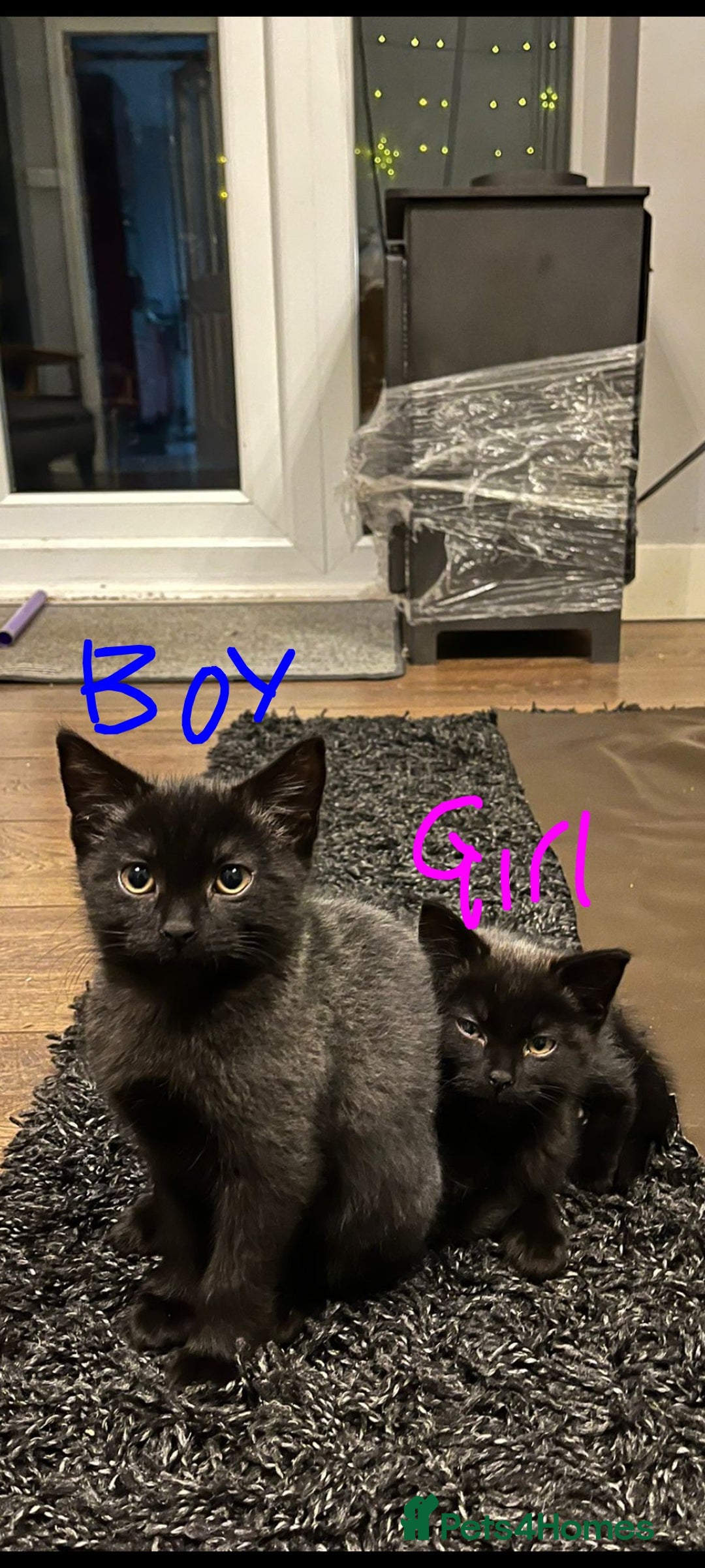 Mixed Breed cats for sale: British longhair X mixed breed  - Advert 3