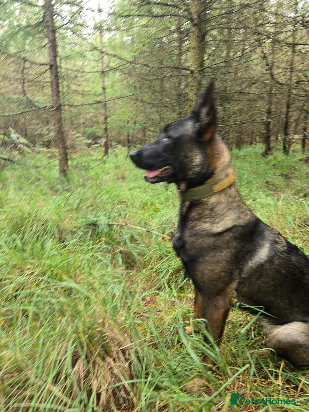 Belgian Shepherd Dog dogs for sale: Belgian Malinois Puppies for Sale (Working Line) in Telford - Advert 8