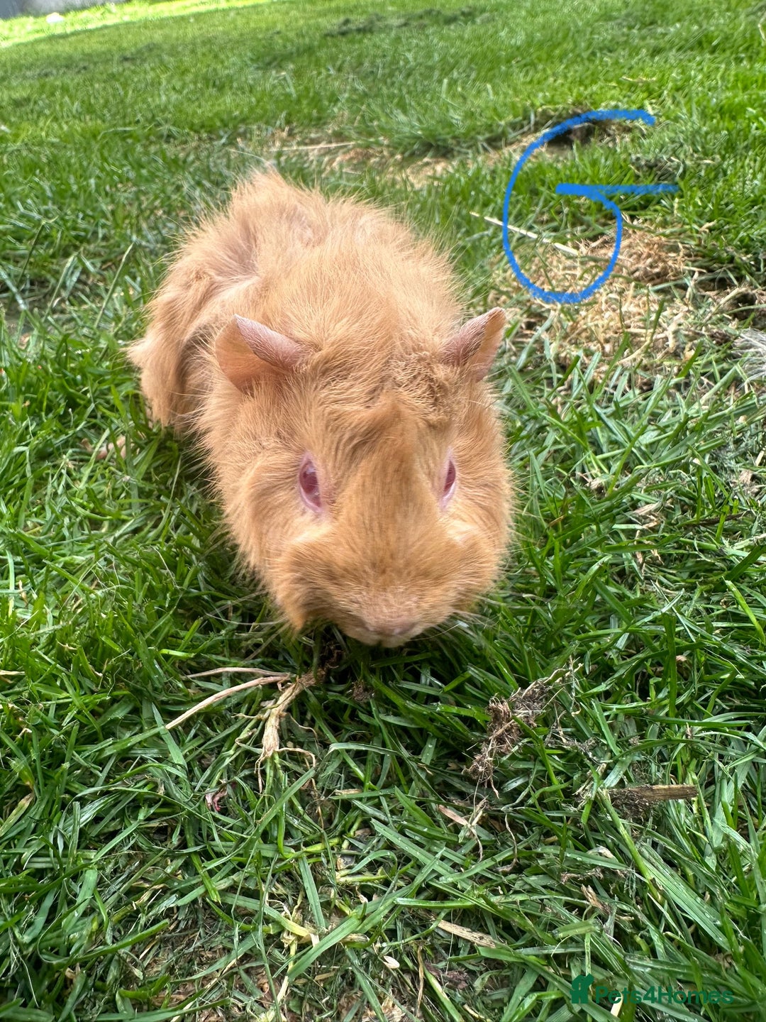 Guinea Pig rodents for sale: Female and male guinea pigs for sale  - Image 10