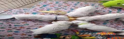 West Highland Terrier dogs for sale: RKC west highland white terrier puppies  - Advert 10